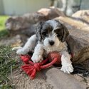 Very sweet and calm puppy!! Stunning red and white markings-2