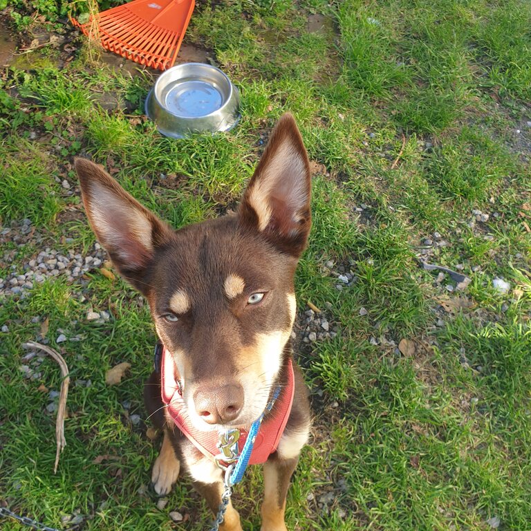 Kelpie male