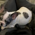 FRENCHIE PUPS-4