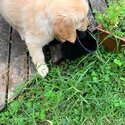 Golden Retriever Male Puppy-5