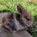 Gorgeous Minilop Baby Rabbit-0