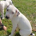 American bulldog x -5