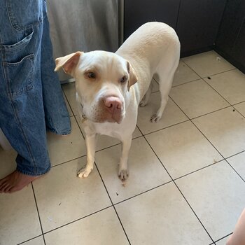 Shar Pei, Lab cross