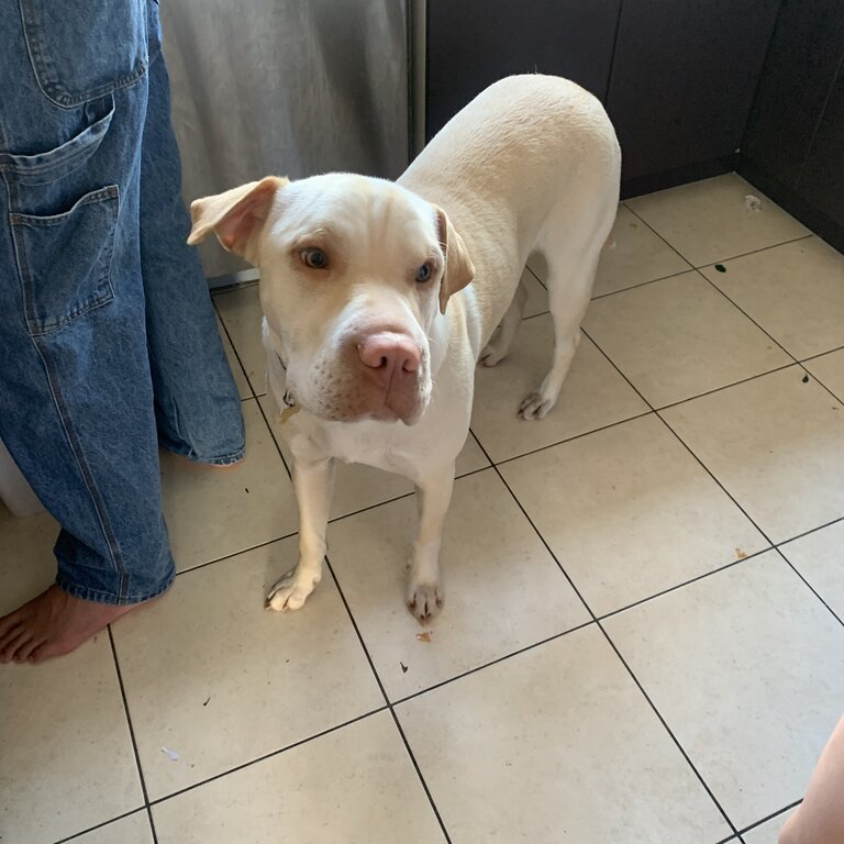 Shar Pei, Lab cross