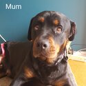 Purebred Rottweiler -1