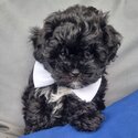 Shih zhu (mother purebred) x toy poodles (father purebred) 9 weeks old-3