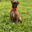 Boxer puppies -3