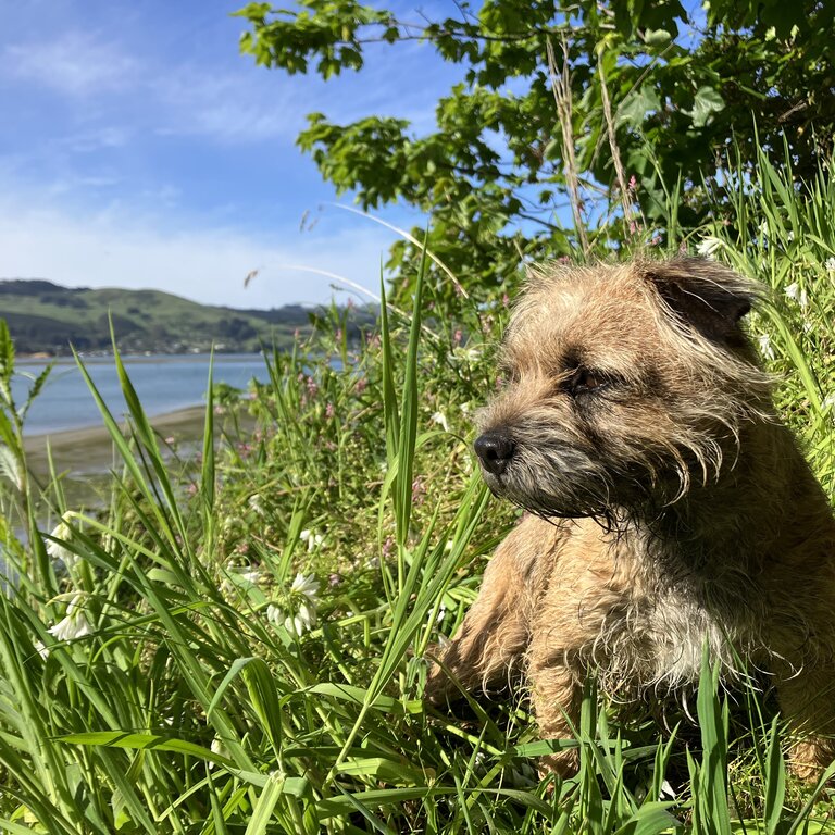 Bamber the Border Terrier