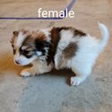 Puppies for sale-2