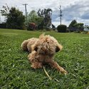 Loving F1B Cavoodle 5 month Puppy Seeking Forever Home-0