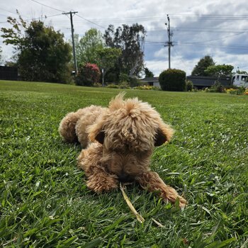 Loving F1B Cavoodle 5 month Puppy Seeking Forever Home