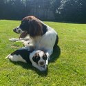 English Springer spaniël puppy for sale-4