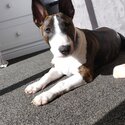 22 Month old Female English Bull Terrier for adoption-1