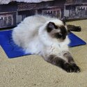 Male Ragdoll for sale-2