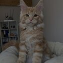 Maine Coon  Kittens for adoption male and female potty trained -0