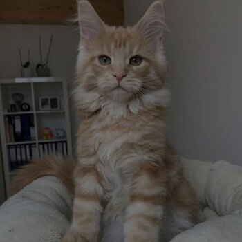 Maine Coon  Kittens for adoption male and female potty trained 