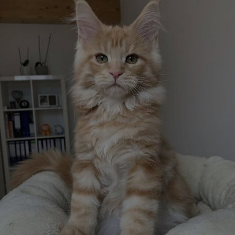 Maine Coon  Kittens for adoption male and female potty trained 