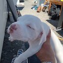 White pit bull puppies -2