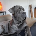 Neopolitan Mastiff - Wolf -2