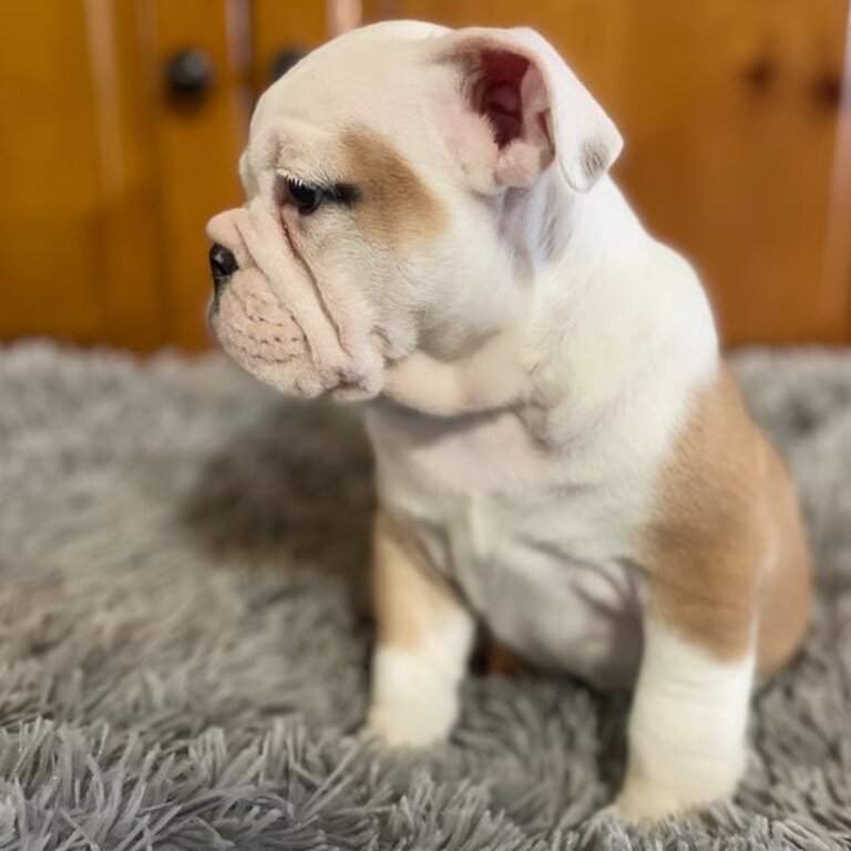 Male &amp; Female English Bulldog Puppies Available .