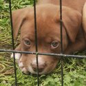 Green eyed American Bulldog X-5