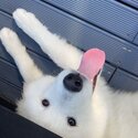 Samoyed needing to be rehomed -4