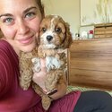 Beautiful Cavoodle Puppies and adult for adoption-2