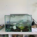 Beautiful red eared turtle and tank free to a good home!-3