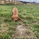 Purebred Hungarian Vizsla Puppy-2