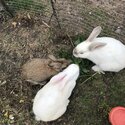 3 rabbits need a loving home-1