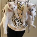 Purebred Ragdoll kittens-0