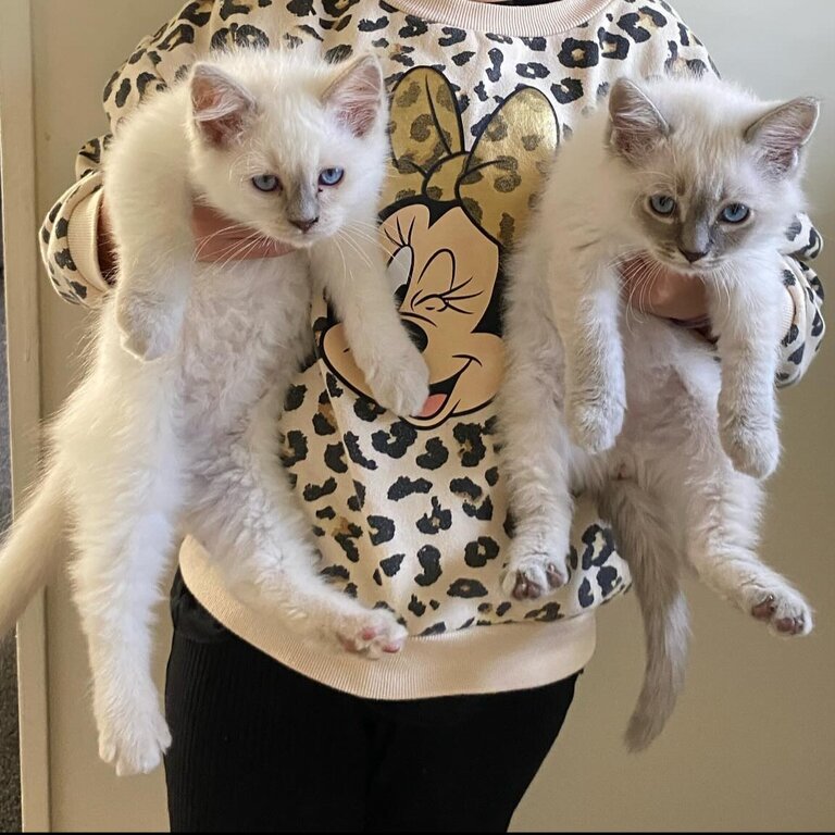 Purebred Ragdoll kittens