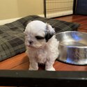 Shihtzu bischon cross puppies-2