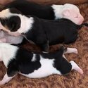 amstaff pups-4