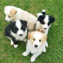 Pure Bred Border Collie Puppies - Red/white &amp; Black/white-0