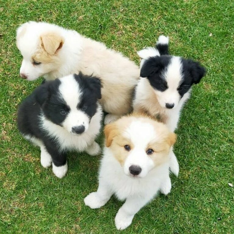 Pure Bred Border Collie Puppies - Red/white &amp; Black/white