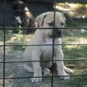 Rear Green eyed American Bulldog X puppies-1