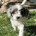 Very sweet and calm puppy!! Stunning red and white markings-3