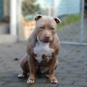 XL American Bully -1