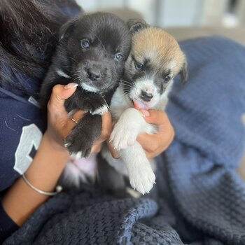 🐾 **Adorable Huskador & Labsky Puppies Available!** 🐾