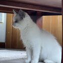 Ragdoll kitten Female-2