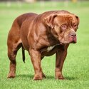 XL American Bully -3