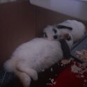 2 baby minilop bunnys-4