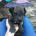 Mastiff/American Bull Dog Cross pups 8 wks Brindles-5