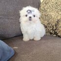 Adorable outstanding Maltese puppies-1