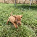 Purebred Hungarian Vizsla Puppy-1