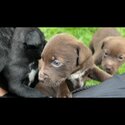 Shar pei , Rottweiler, mastiff puppies for sale !-1