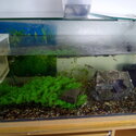 Guppies, Angelfish, Bristle nose etc-1