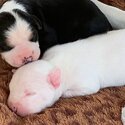 amstaff pups-2