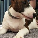 22 Month old Female English Bull Terrier for adoption-2